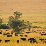 kidepo-national-park-wildlife